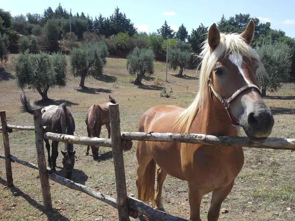 Agriturismo Terranova Pisticci Ngoại thất bức ảnh